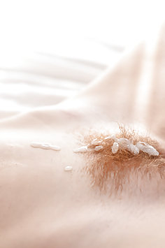 St. Patricks Day sex with Pepper Hart | TeamSkeet: GingerPatch - image 